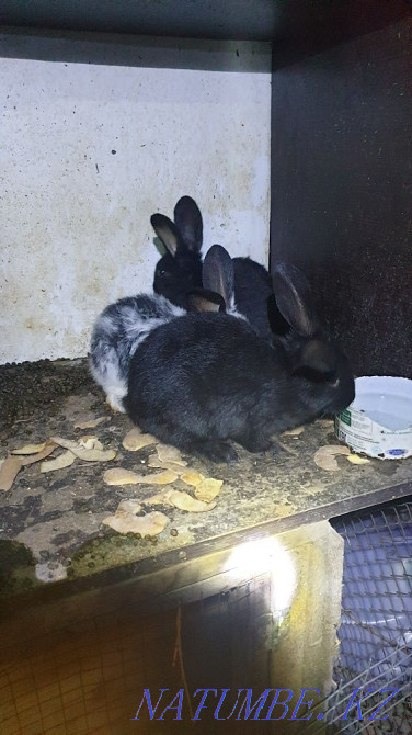 I will sell rabbits breed the butterfly Shymkent - photo 3