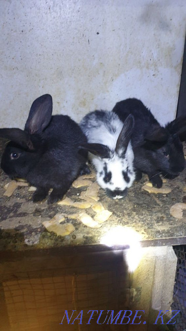 I will sell rabbits breed the butterfly Shymkent - photo 2