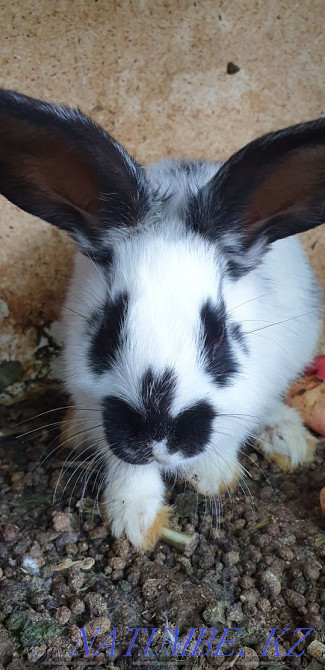I will sell rabbits breed the butterfly Shymkent - photo 4