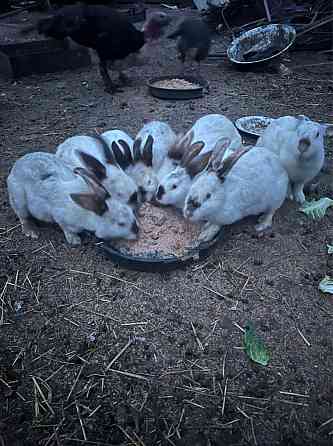Кролики Есть взрослые и маленькие на выбор Шымкент