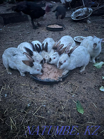 Rabbits There are adults and small ones to choose from Shymkent - photo 2