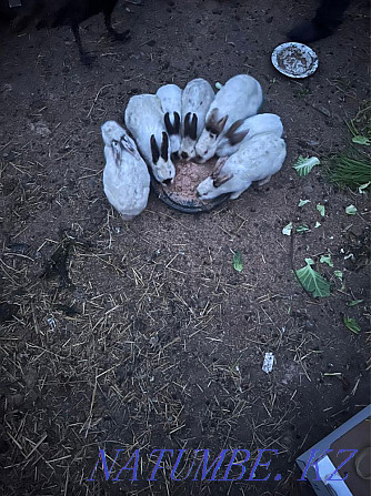 Rabbits There are adults and small ones to choose from Shymkent - photo 1