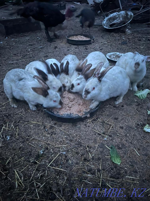 Rabbits There are adults and small ones to choose from Shymkent - photo 2