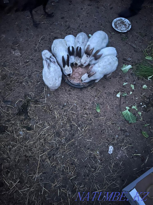 Rabbits There are adults and small ones to choose from Shymkent - photo 1