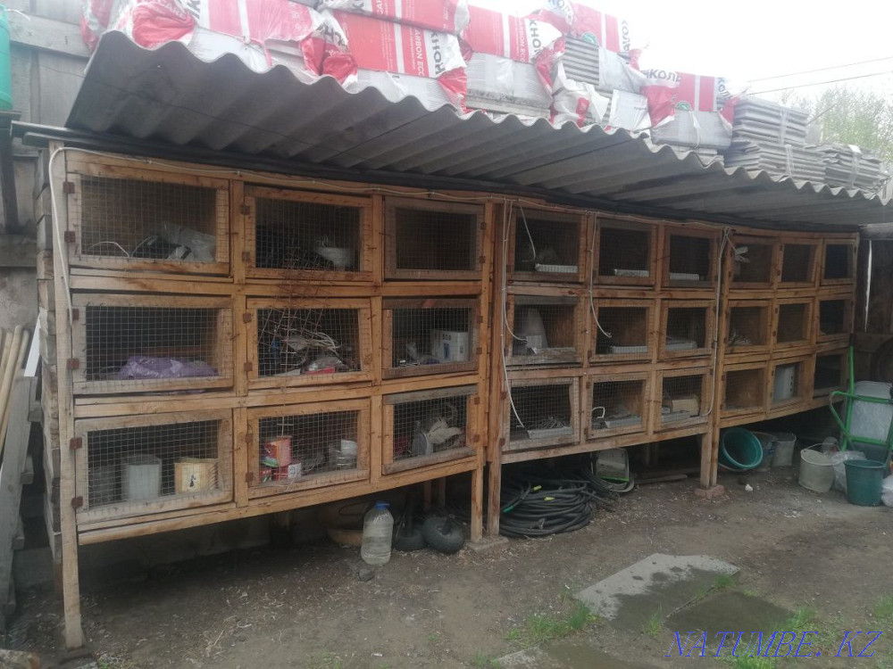 Клетка для кроликов. Костанай - изображение 1