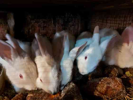 Обменяю кролики , крольчата Pavlodar