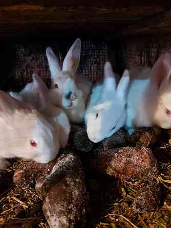 Обменяю кролики , крольчата Pavlodar