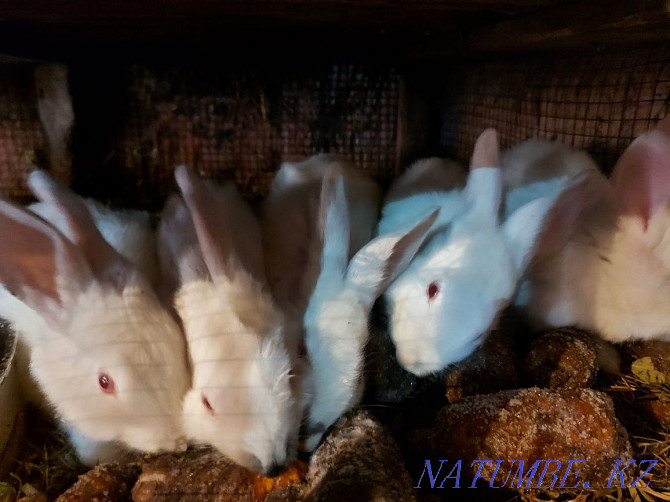 Обменяю кролики , крольчата Павлодар - изображение 3