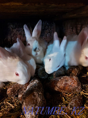 Обменяю кролики , крольчата Павлодар - изображение 1