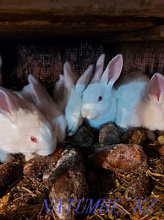 Обменяю кролики , крольчата Павлодар - изображение 2