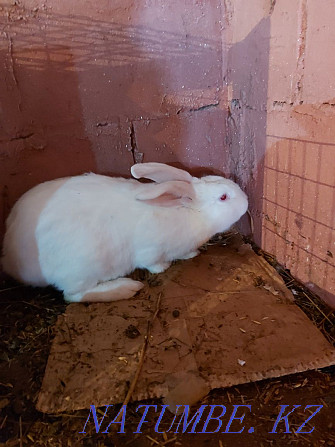 Обменяю кролики , крольчата Павлодар - изображение 4
