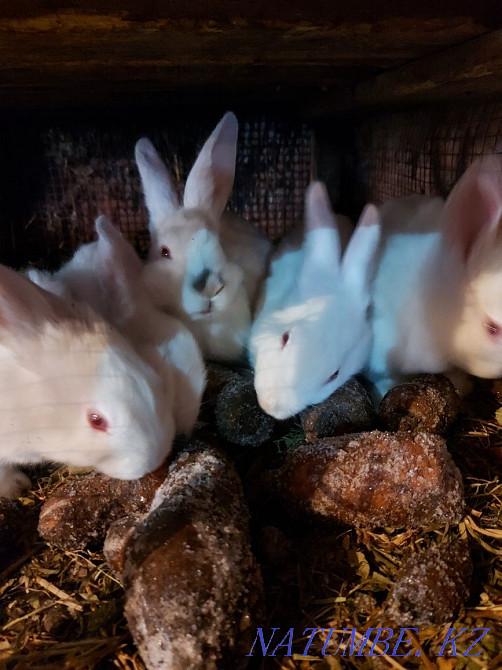 Обменяю кролики , крольчата Павлодар - изображение 1