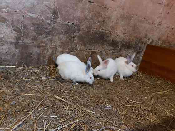 Обмен, кролики крольчата Pavlodar