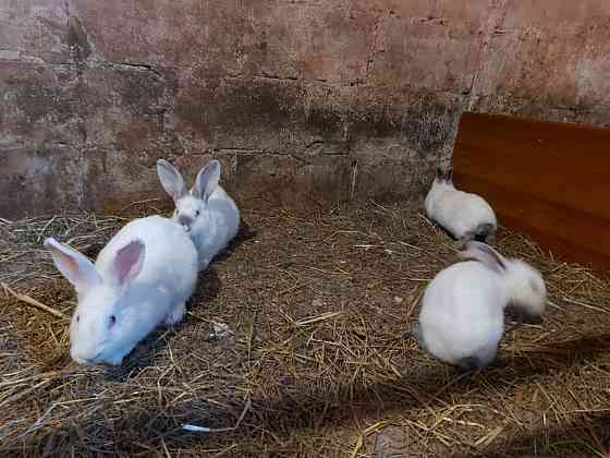 Обмен, кролики крольчата Pavlodar