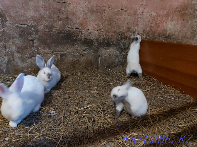Обмен, кролики крольчата Павлодар - изображение 3