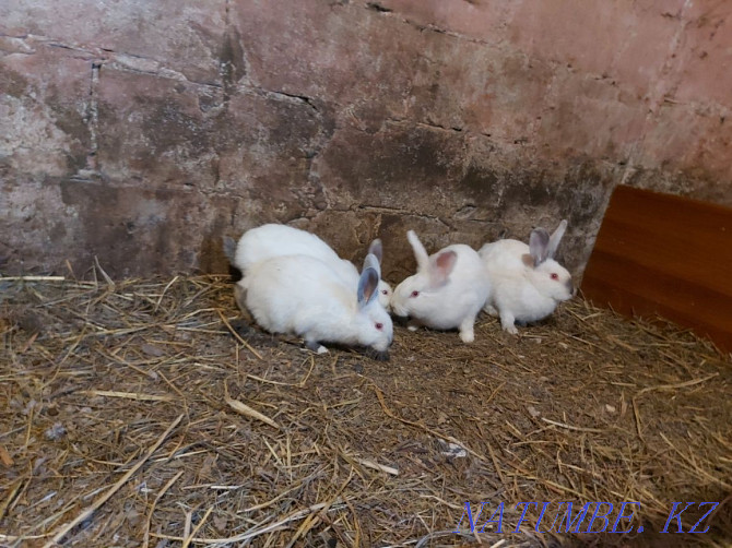 Обмен, кролики крольчата Павлодар - изображение 2