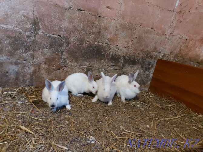 Обмен, кролики крольчата Павлодар - изображение 1