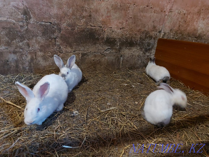 Exchange, bunnies bunnies Pavlodar - photo 4