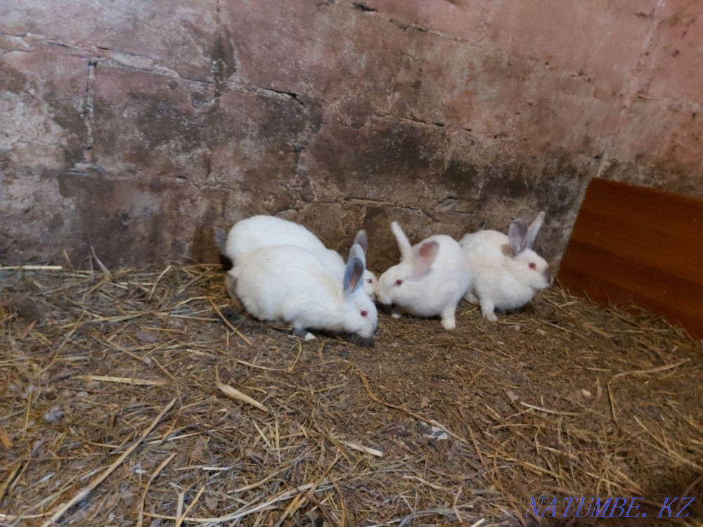 Обмен, кролики крольчата Павлодар - изображение 2