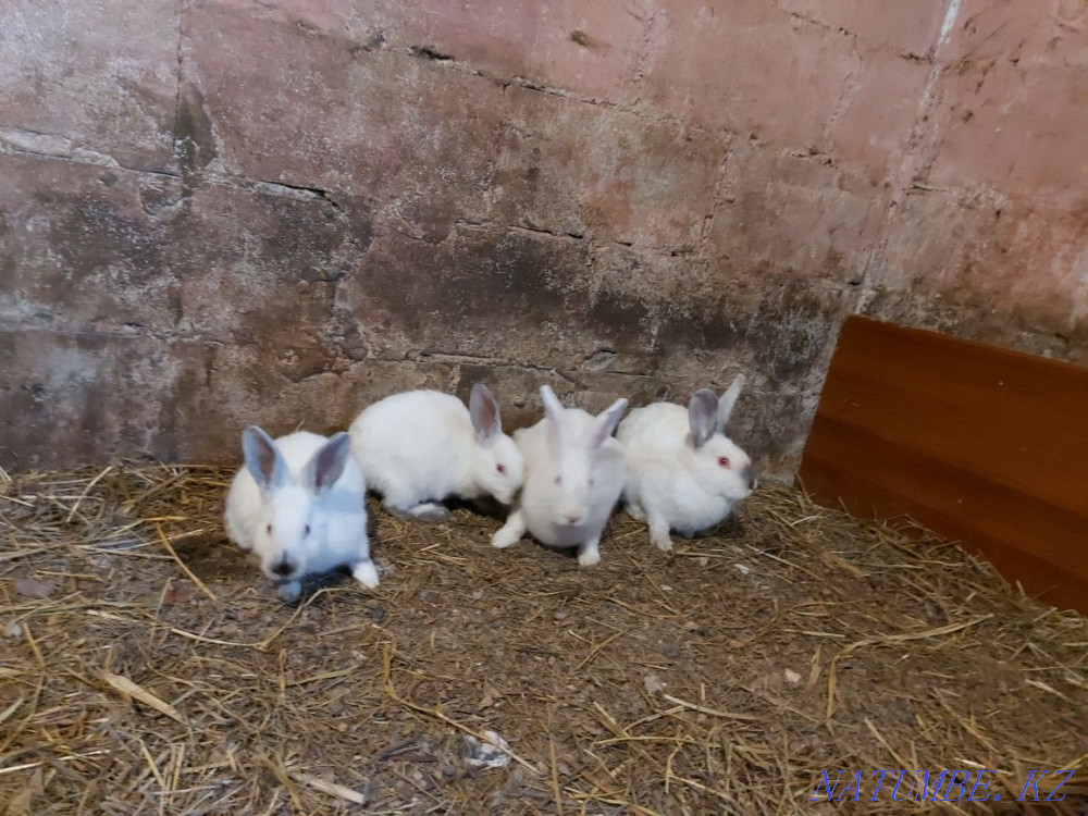 Обмен, кролики крольчата Павлодар - изображение 1