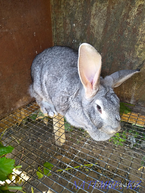 Selling rabbits. Taraz - photo 4