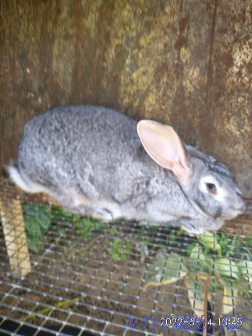 Selling rabbits. Taraz - photo 3