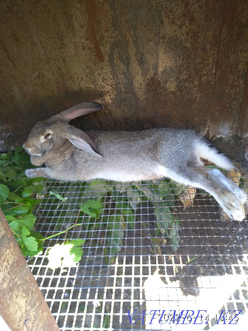 Selling rabbits. Taraz - photo 1
