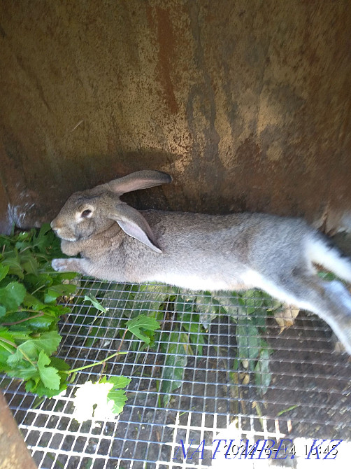 Selling rabbits. Taraz - photo 2