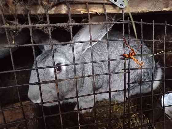 Продам кроликов крупной породы Муткенова