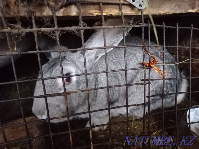 large breed rabbits for sale Муткенова - photo 3
