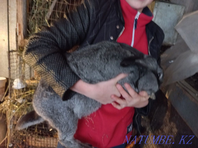 large breed rabbits for sale Муткенова - photo 4