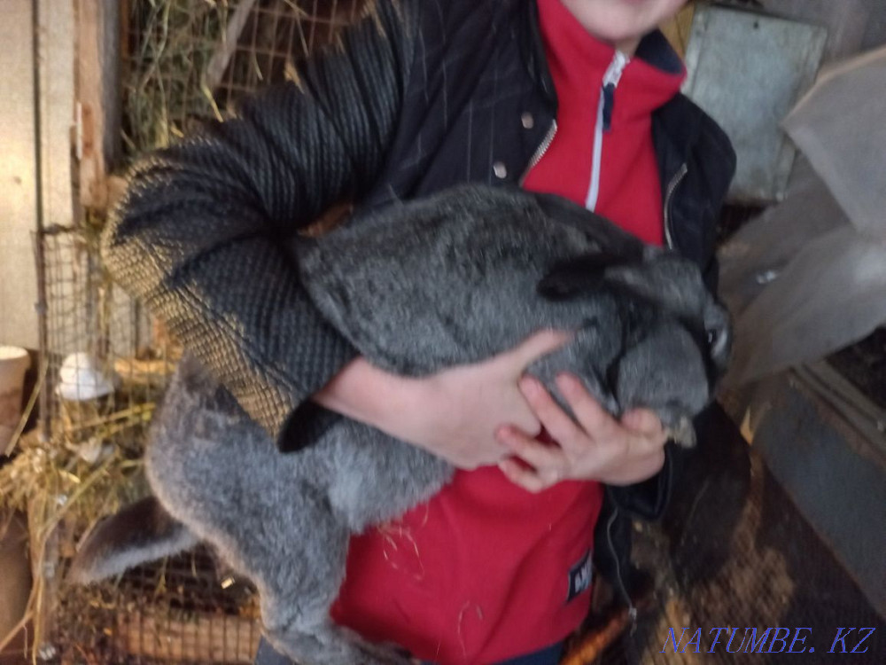 Продам кроликов крупной породы Муткенова - изображение 4