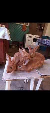 Кролики новозеландские красные 