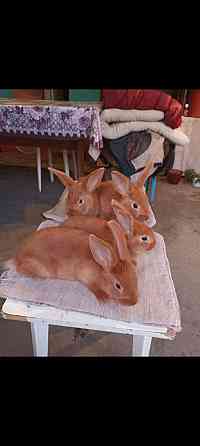 Кролики новозеландские красные 