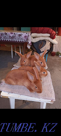 New Zealand red rabbits  - photo 3