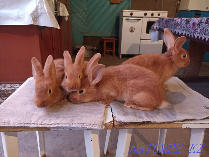 New Zealand red rabbits  - photo 1