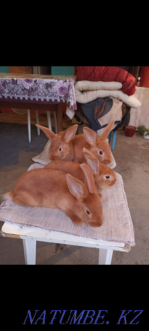 Кролики новозеландские красные  - изображение 3