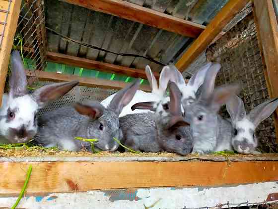 Продам кроликов 1.5 мес Талдыкорган