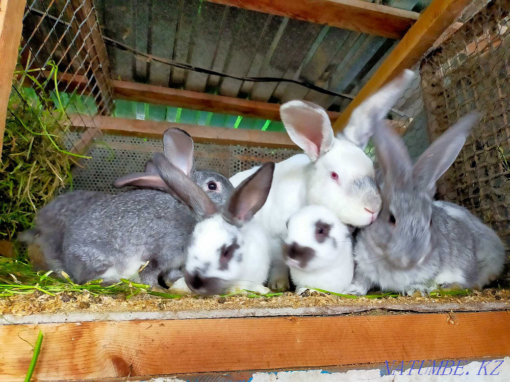 Selling rabbits 1.5 months Taldykorgan - photo 1