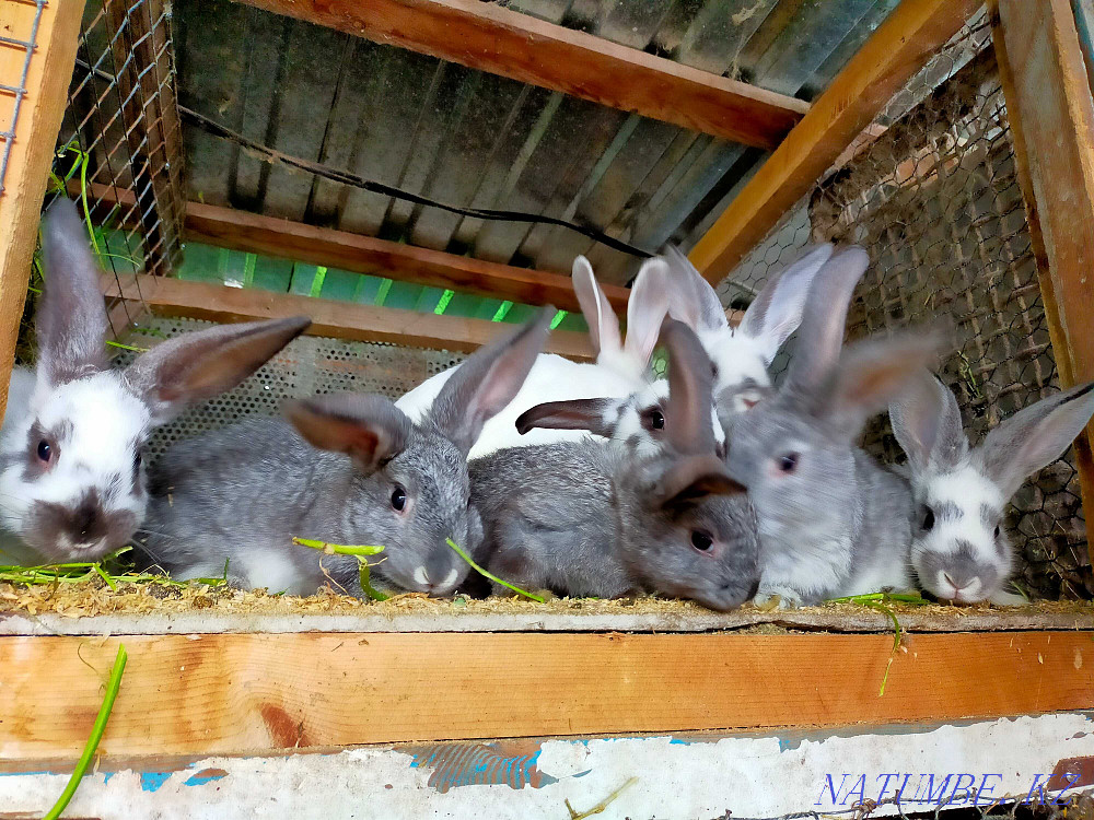 Selling rabbits 1.5 months Taldykorgan - photo 2