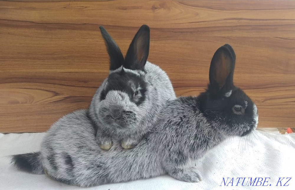 California rabbits and Poltava silver Oral - photo 3