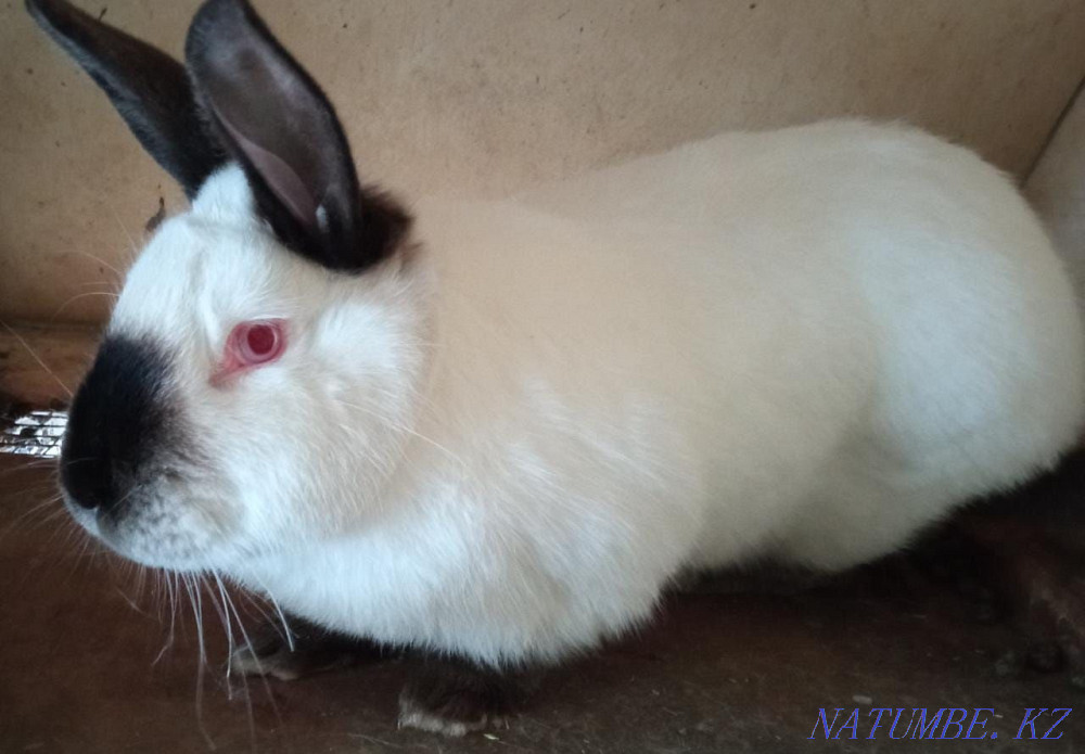 California rabbits and Poltava silver Oral - photo 2