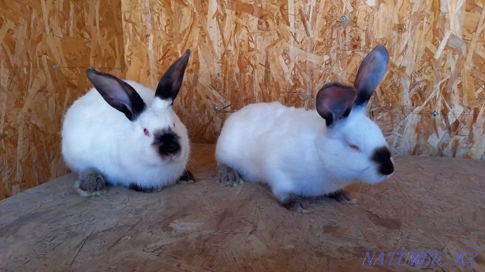 California rabbits and Poltava silver Oral - photo 4