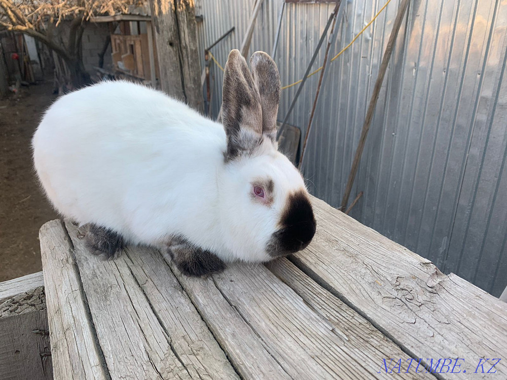 California rabbits and Poltava silver Oral - photo 1