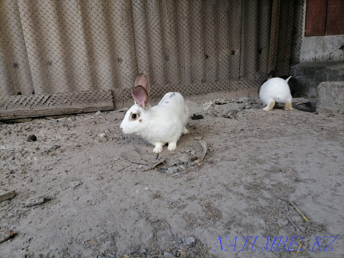 young rabbits  - photo 4