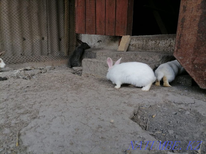 young rabbits  - photo 3