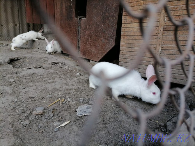 young rabbits  - photo 2