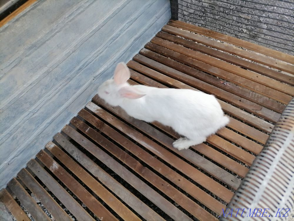 жас қояндар  - изображение 1