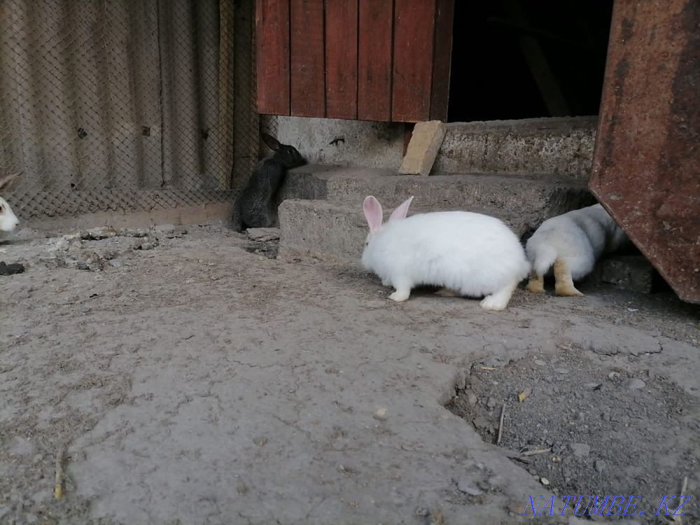 жас қояндар  - изображение 3