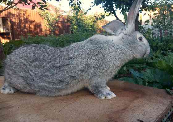 Кролик фландр 5 месячный крол  Қаскелең 